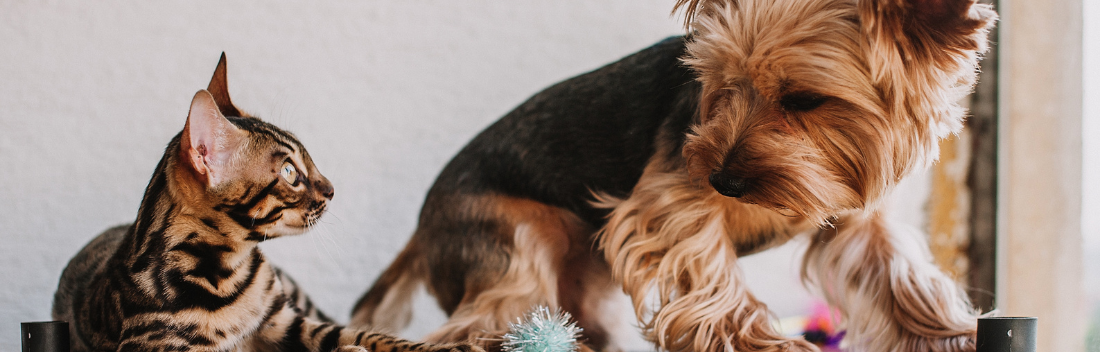 Brewer's yeast for dogs and cats to improve their immunity and general wellbeing