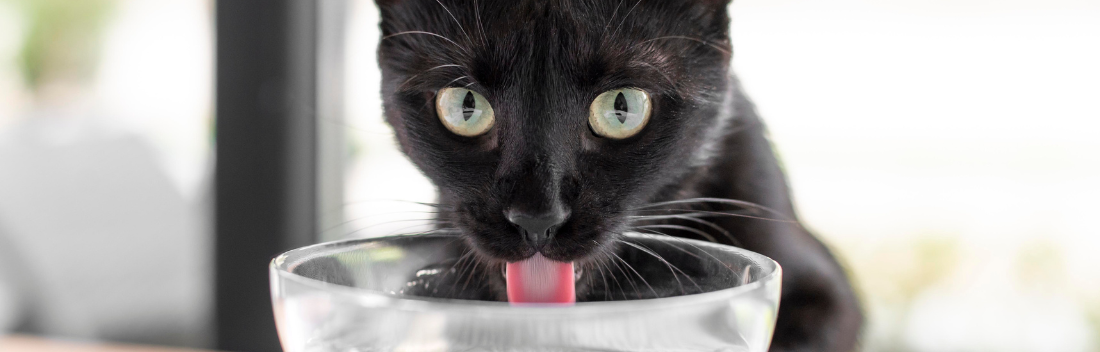 Benefits of wet food in cats