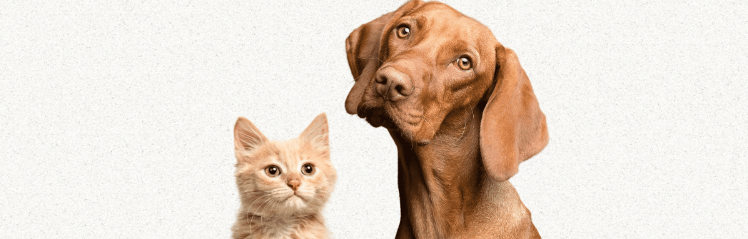 CBD for Dogs and Cats: Benefits, Side Effects and How to Use It