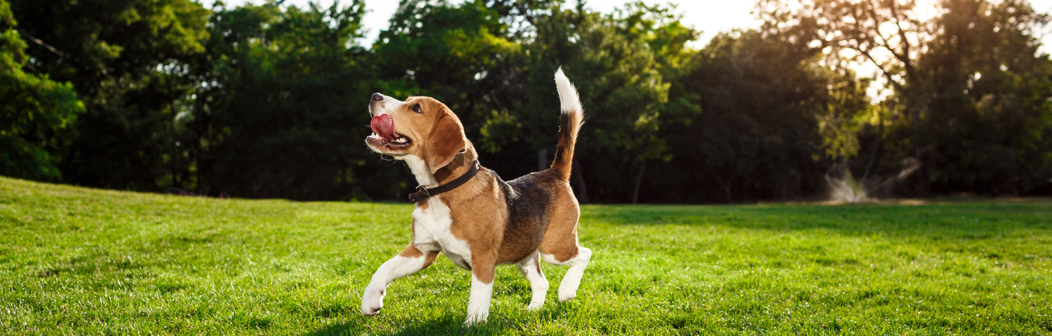 How to Train a Dog: Tips and Products to Help You