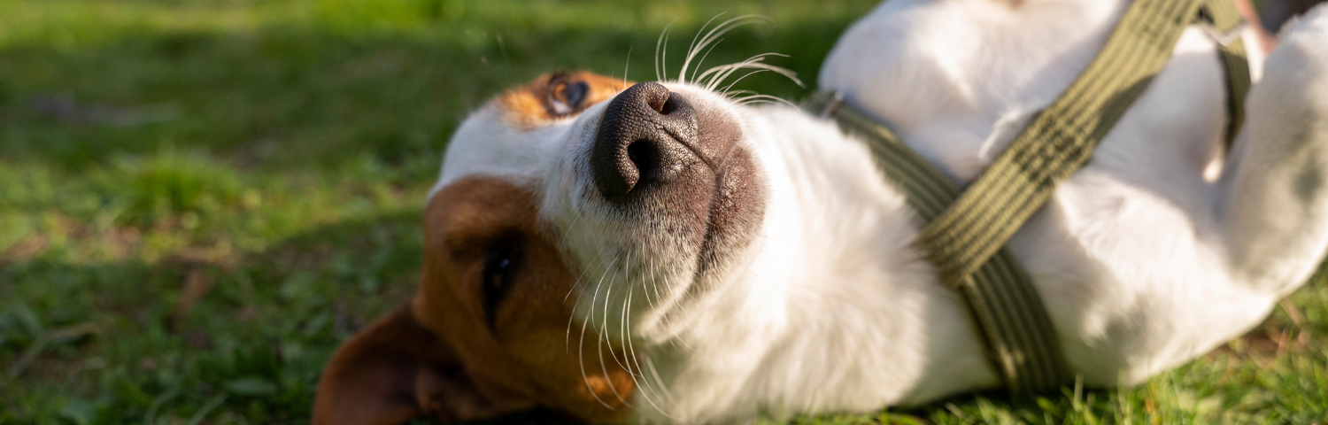 The best dog hygiene routine