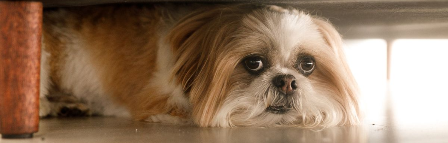 Fireworks and dogs: how to calm your pet and prevent stress