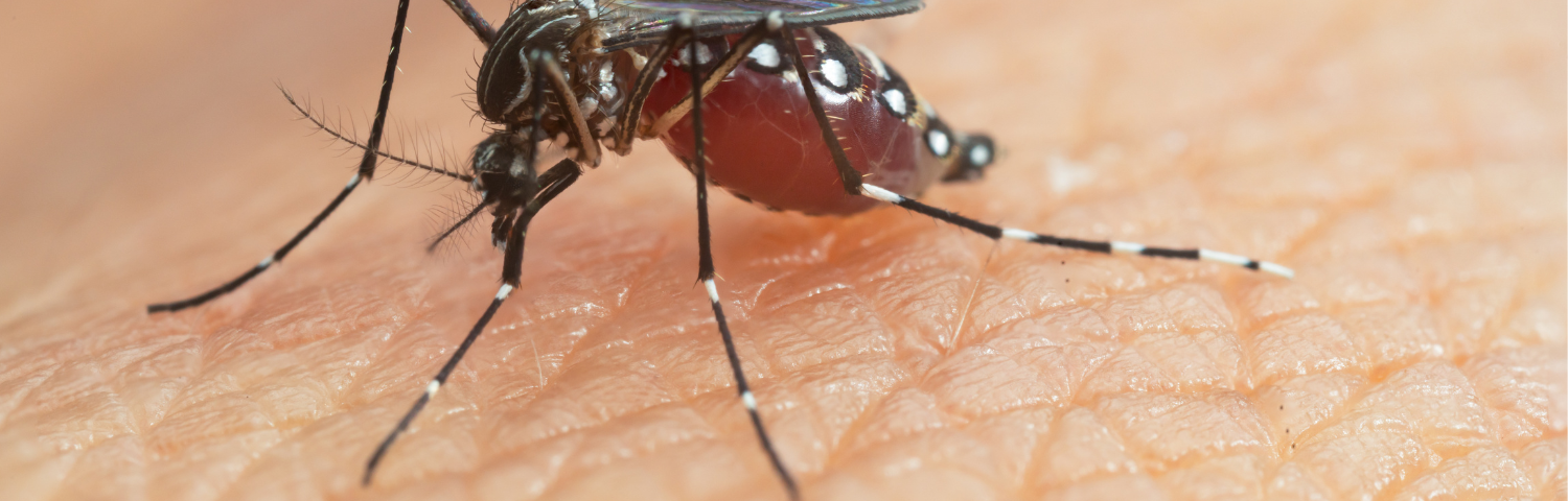 Most Common Summer Bites and How to Treat Them