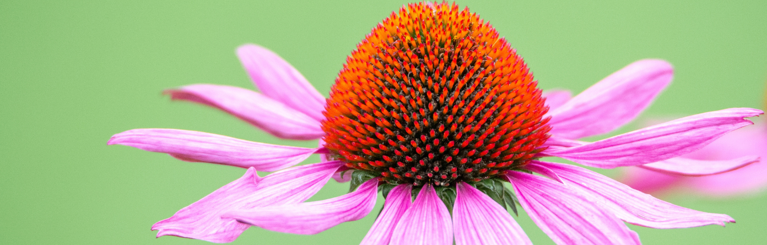 Strengthen Your Defences with Echinacea