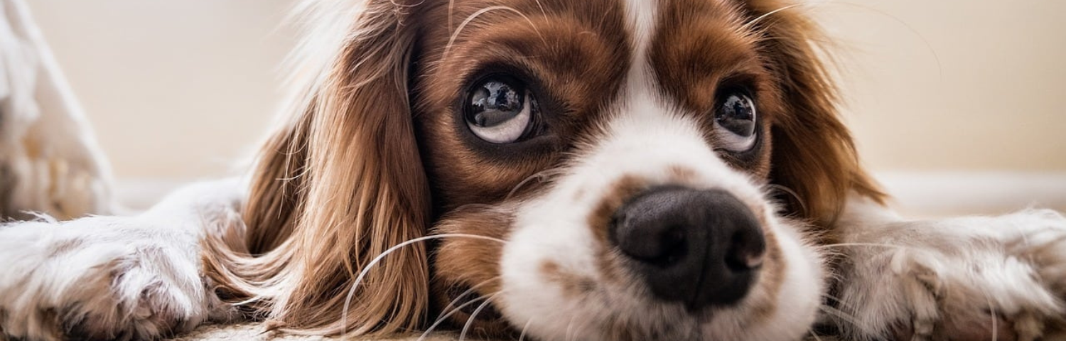Leishmaniasis in dogs: symptoms, causes and prevention