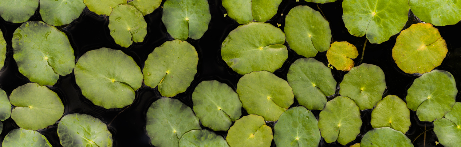 What is Centella Asiatica used for?