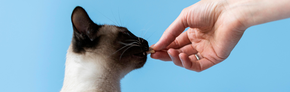 Diabetes in cats: what it is, symptoms and how to treat it