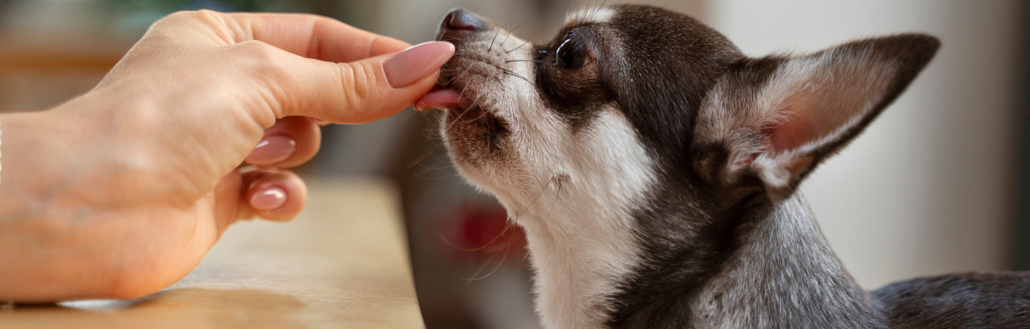 The best chondroprotectors for dogs, natural and from pharmacy