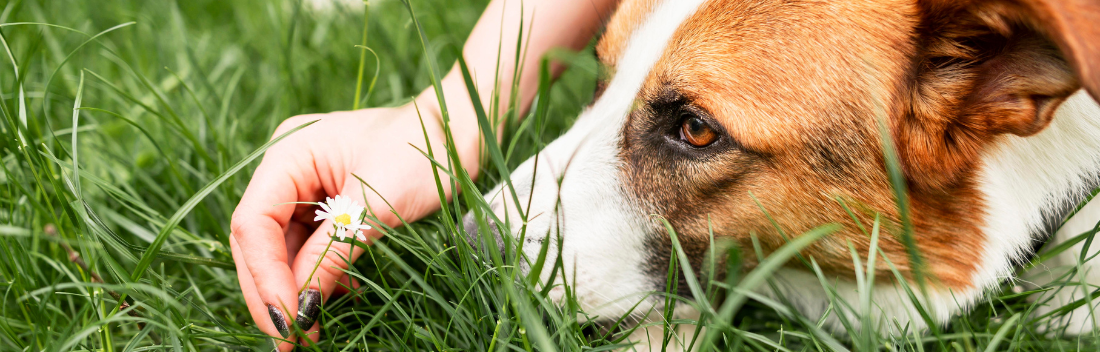 Protect your pet from parasites and mosquitoes in summer
