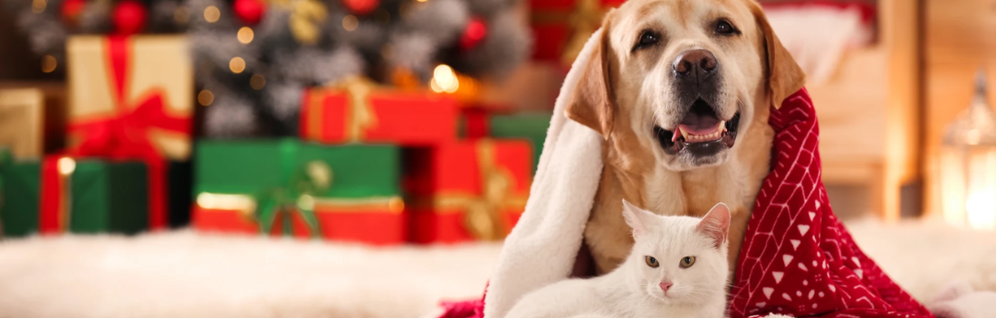 How to look after your dogs and cats during the Christmas holidays