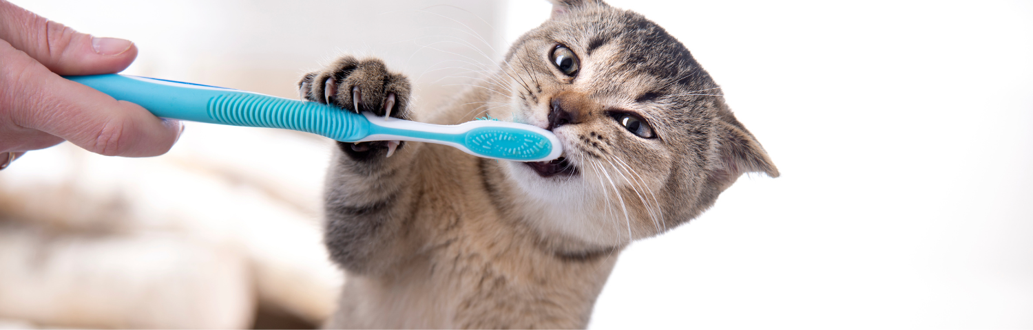 Tips for dental hygiene in cats
