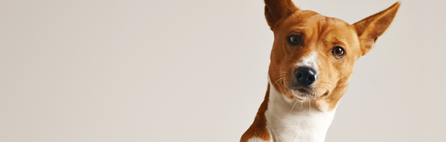 What you need to know about shedding in dogs and cats