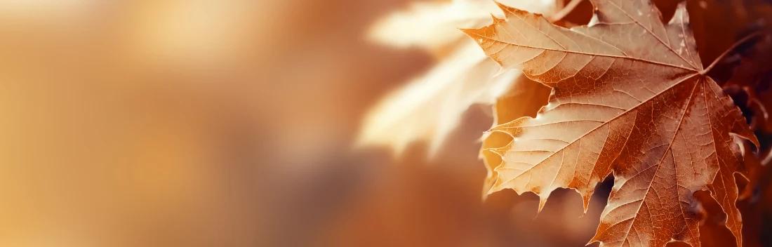 Autumn skincare routine and skin care