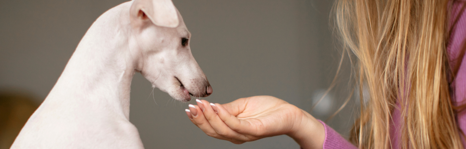 Best prebiotics and probiotics for dogs and cats