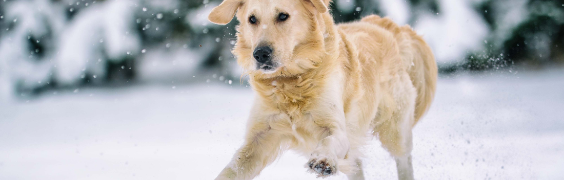 Take care of your dog's joints