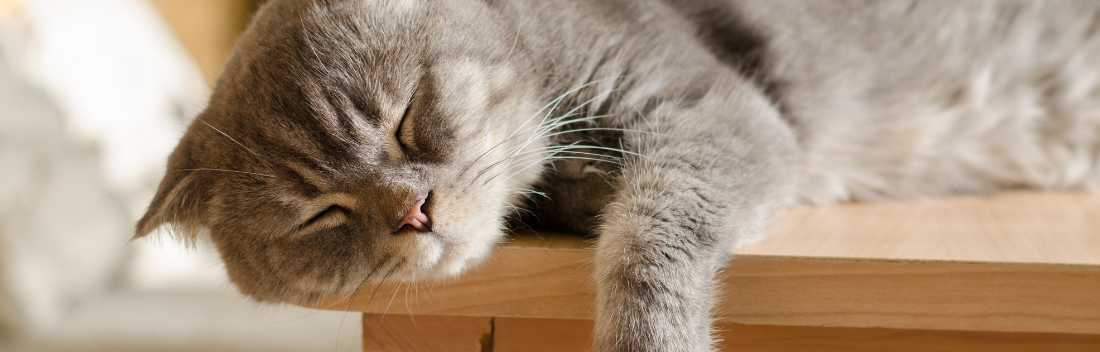 Feline calicivirus: main symptoms and treatment to control the infection