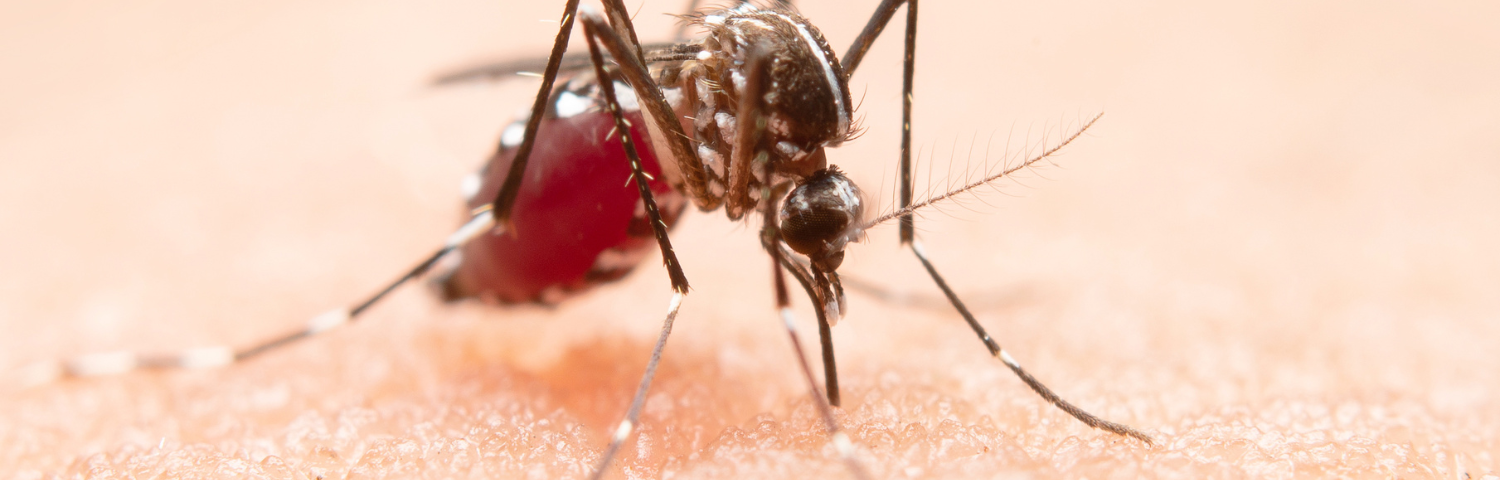 How to Prevent Mosquito Bites and Soothe the Symptoms