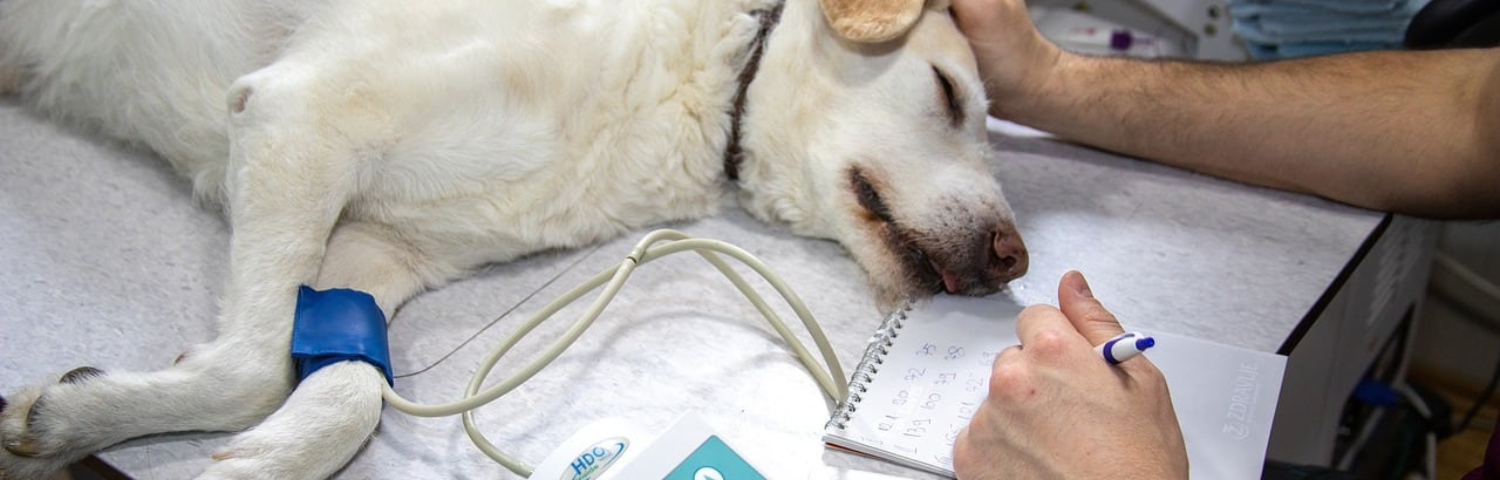 Dog sterilisation: everything you need to know