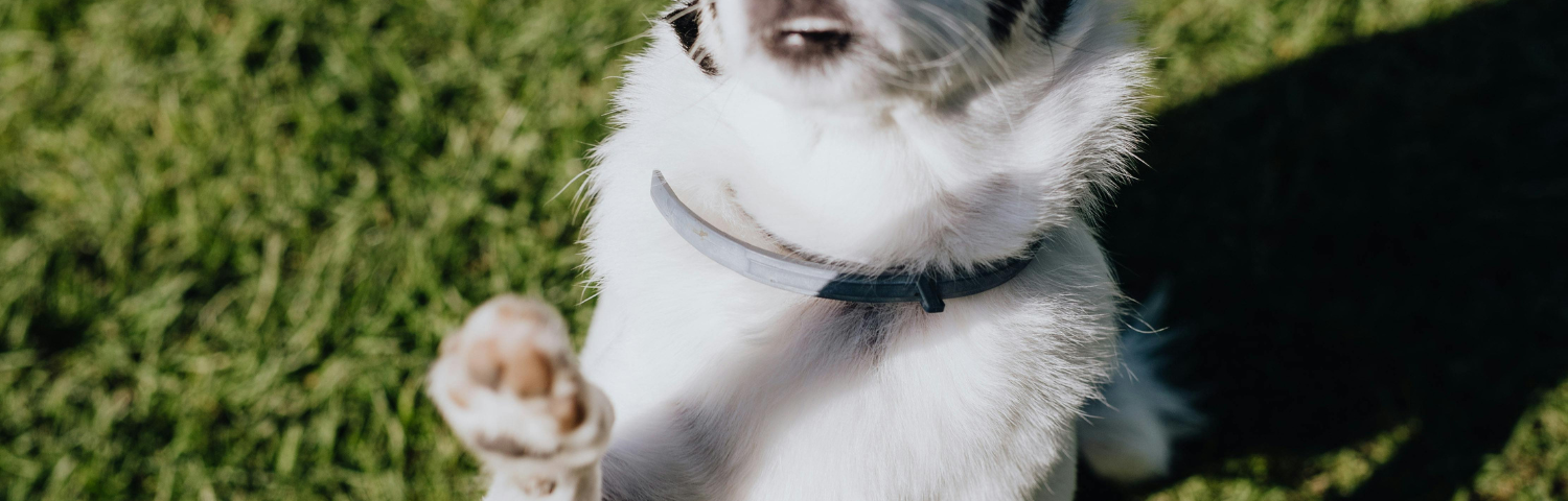 The Best Antiparasitic Collars for Your Pet
