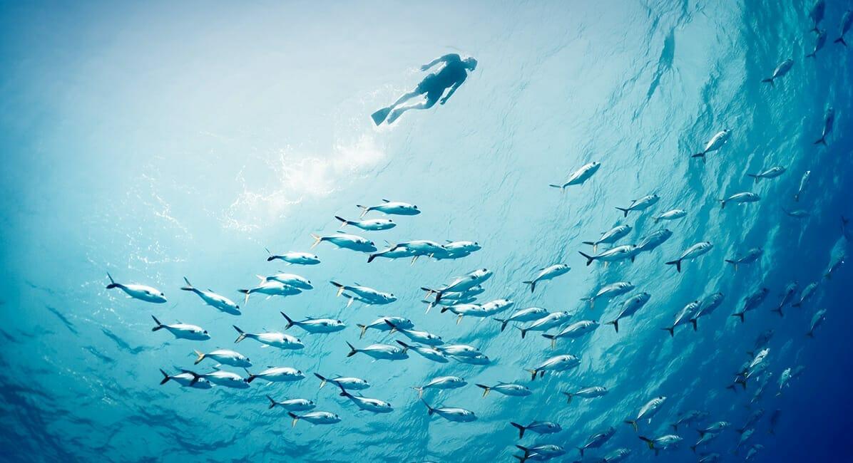 Snorkelling in the water