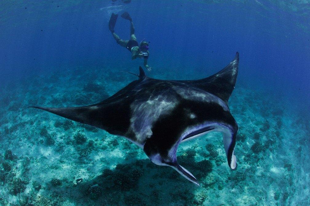 Manta snorkeling