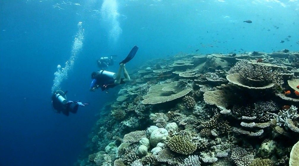 Scuba divind in the Maldives 