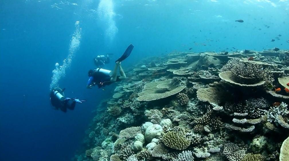 Scuba divind in the Maldives
