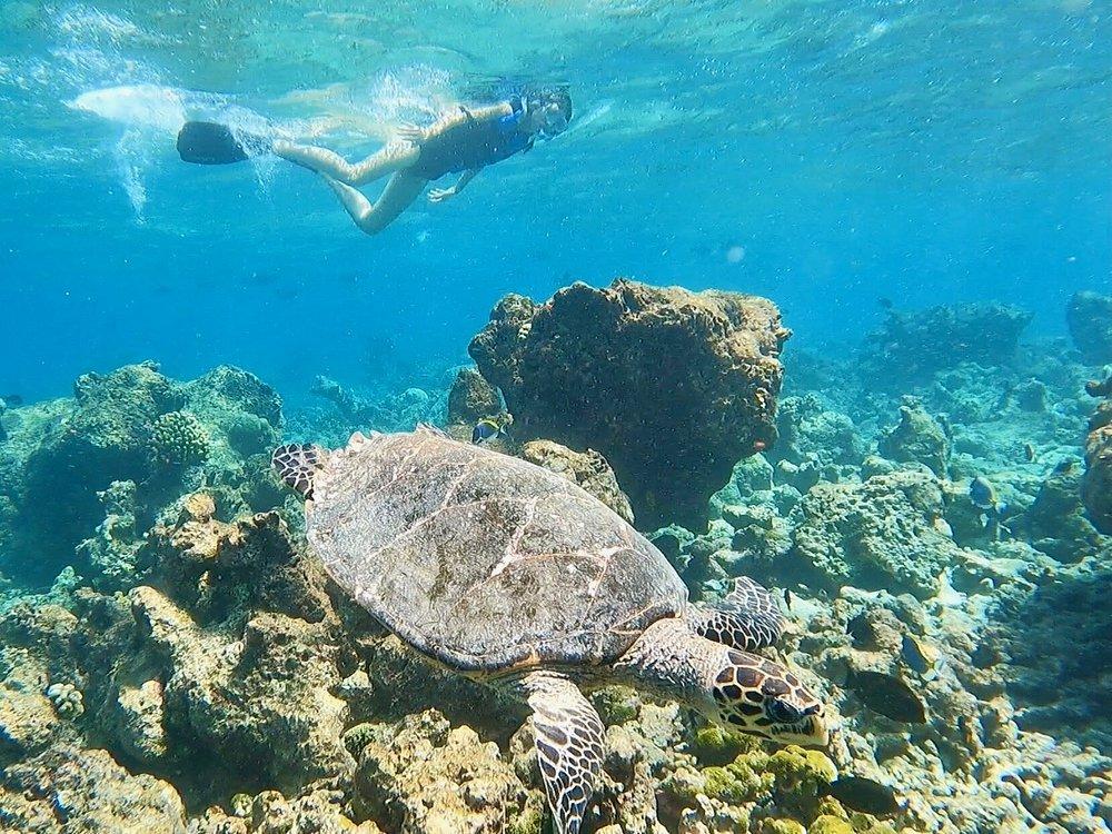 Snorkelling in the house reef