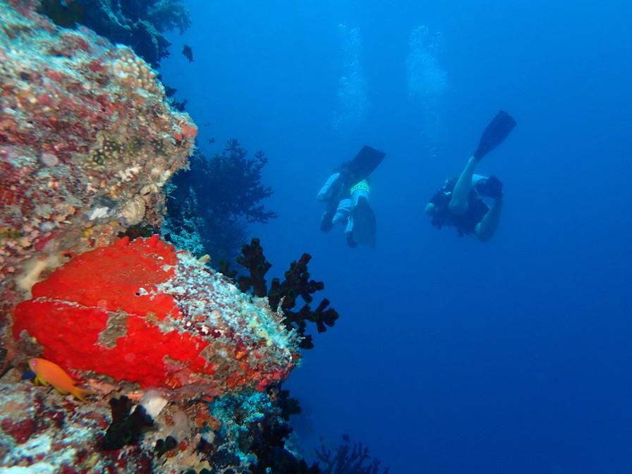 House reef diving
