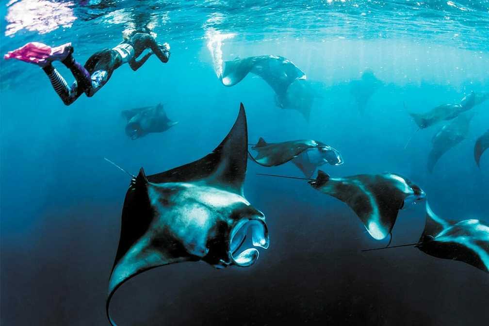 swimming with mantas 