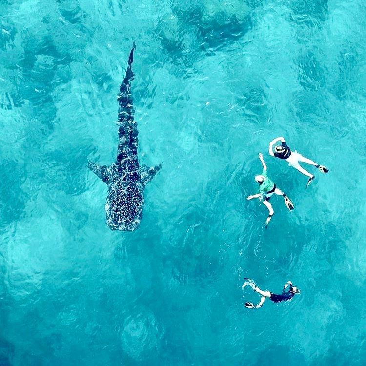 Waleshark snokelling