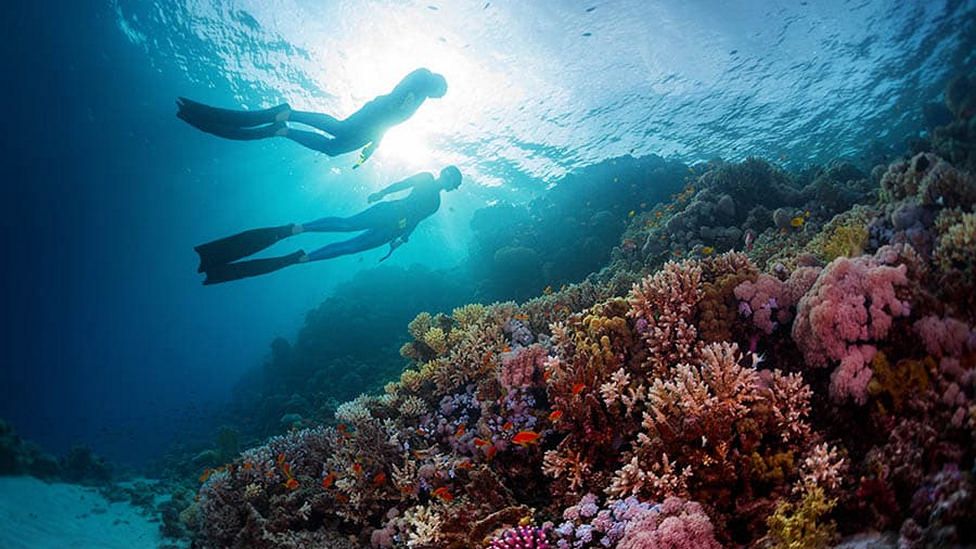 Scuba divind in the Maldives 
