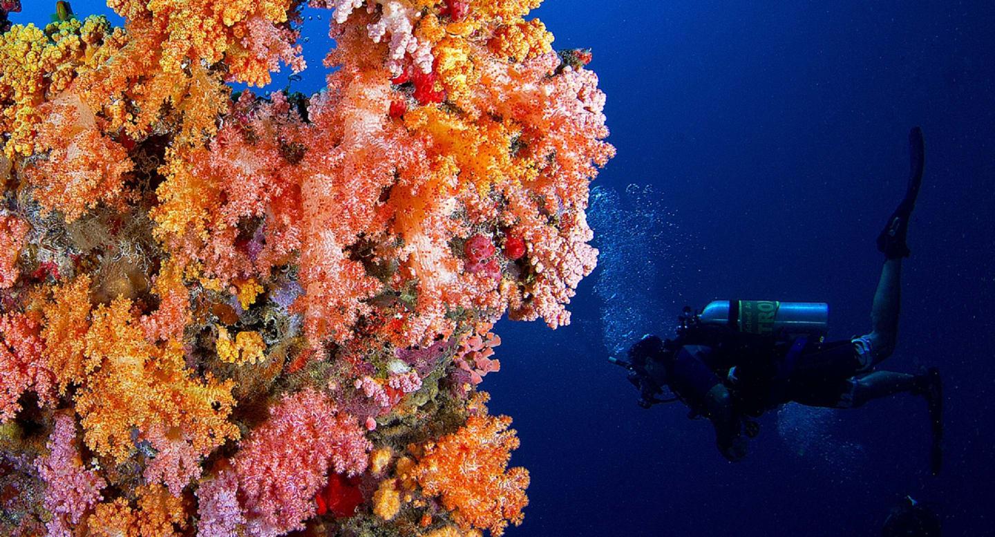Scuba divind in the Maldives