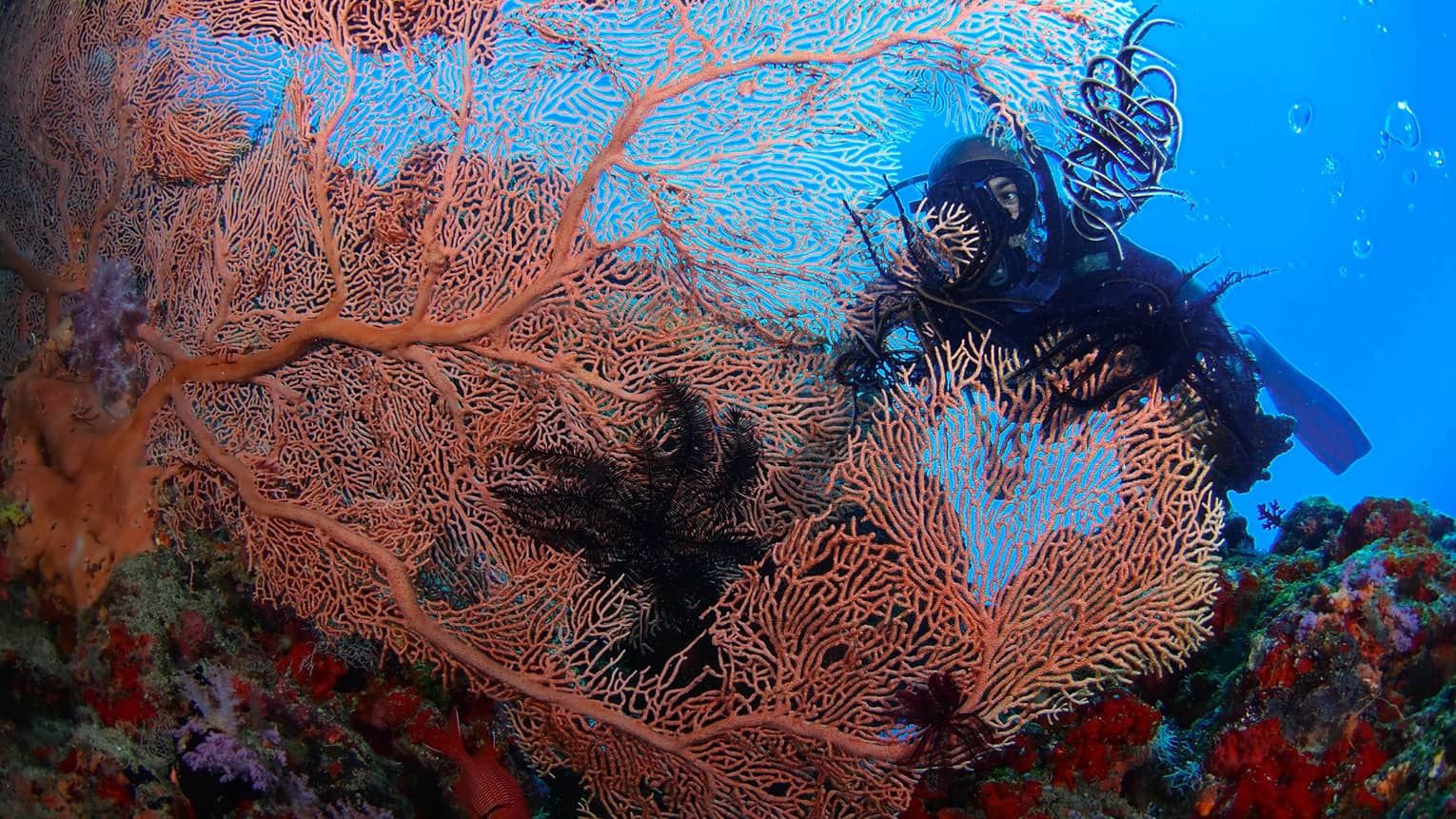 Scuba divind in the Maldives 