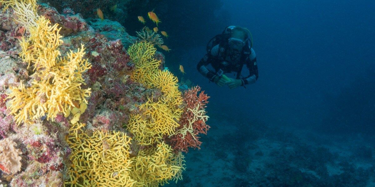 Scuba divind in the Maldives 