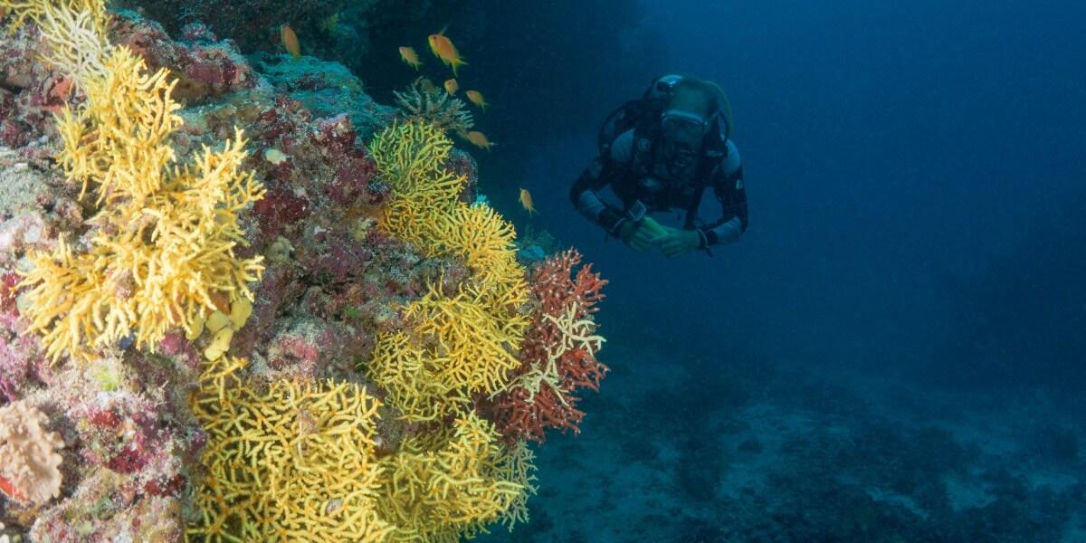 Scuba divind in the Maldives