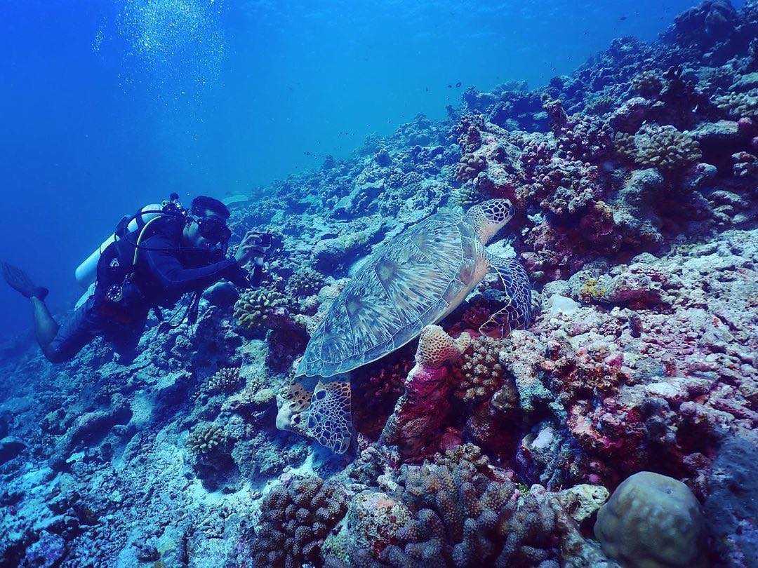 Scuba divind in the Maldives 