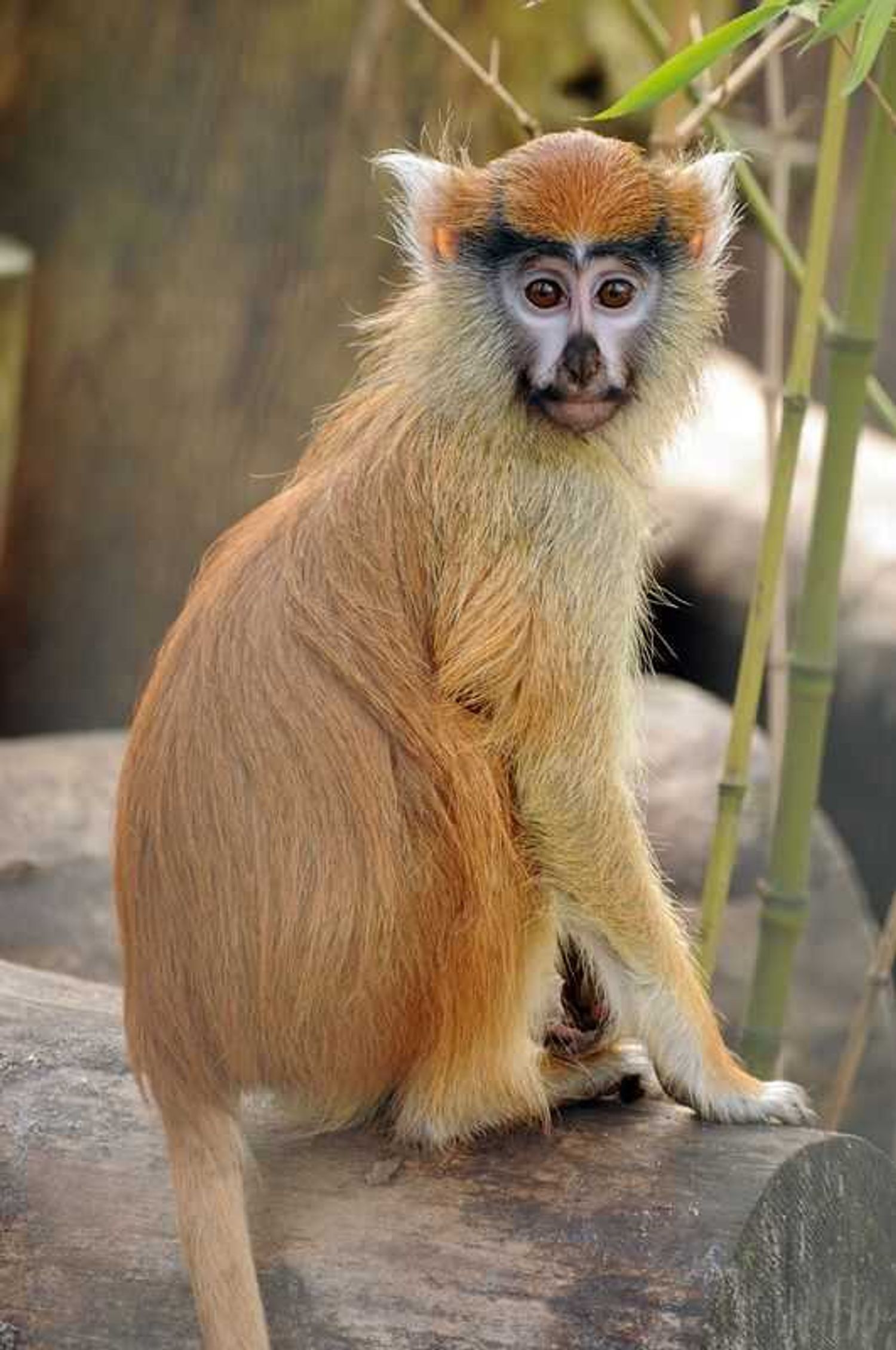 A Patas monkey