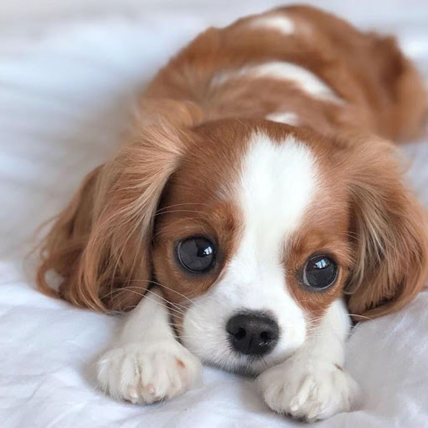 Cute puppy