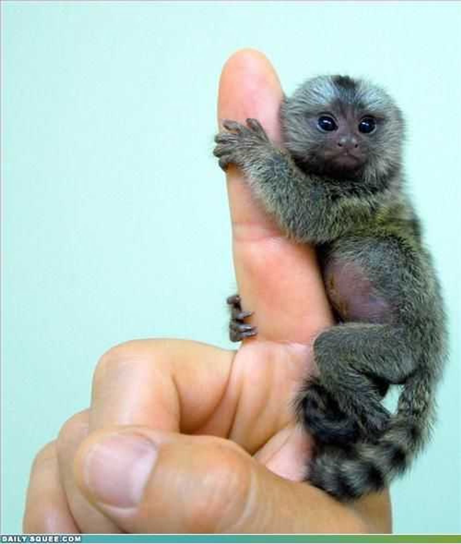 A Marmoset monkey