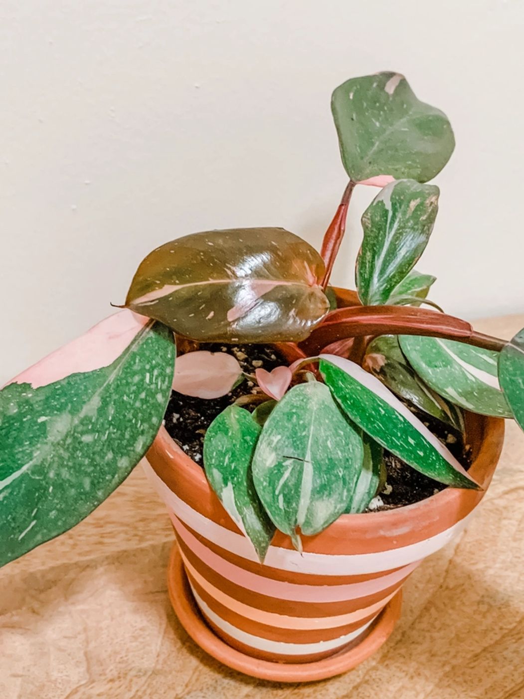Photo of Pink Princess Philodendron