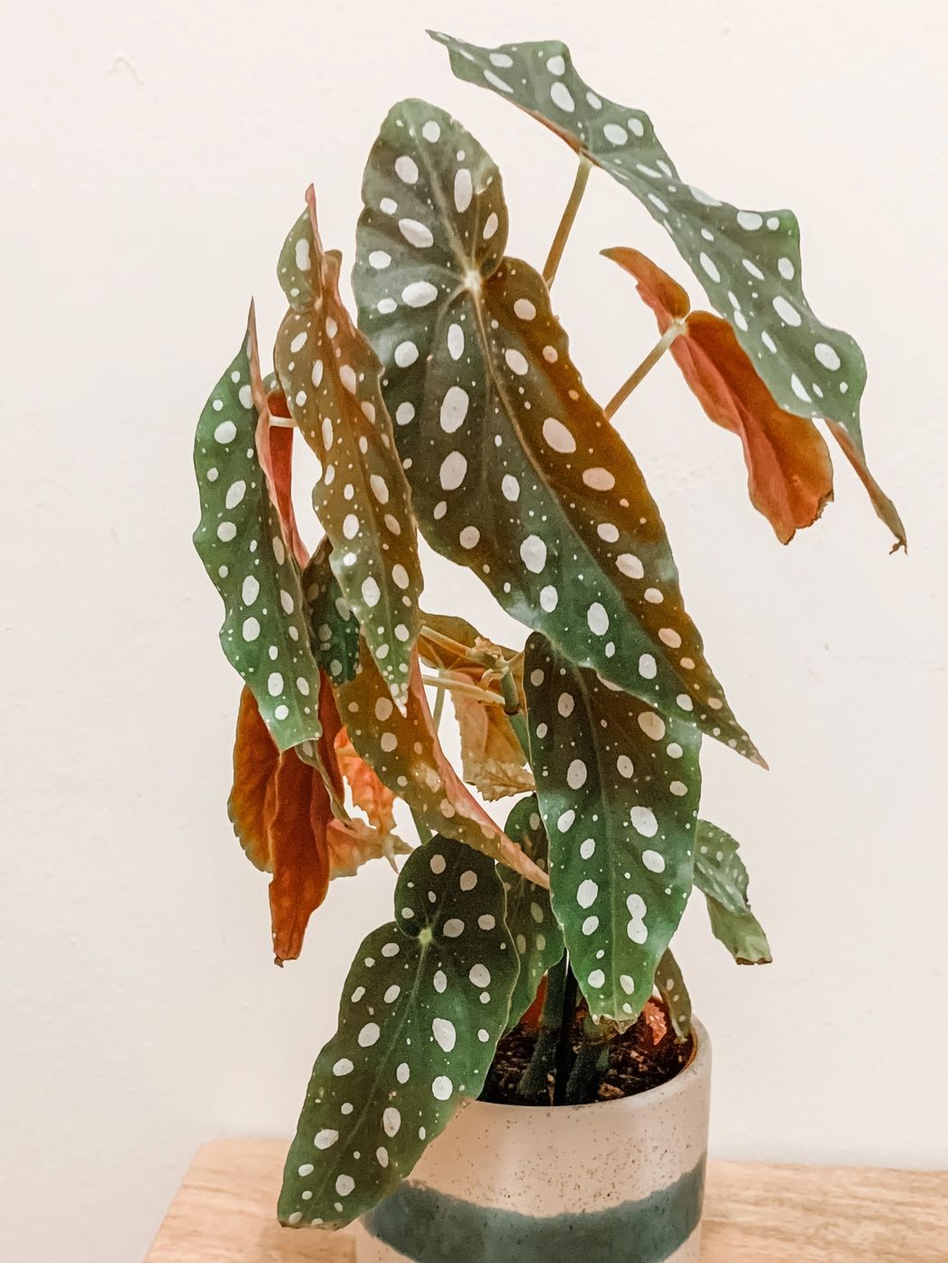 Photo of Begonia Maculata