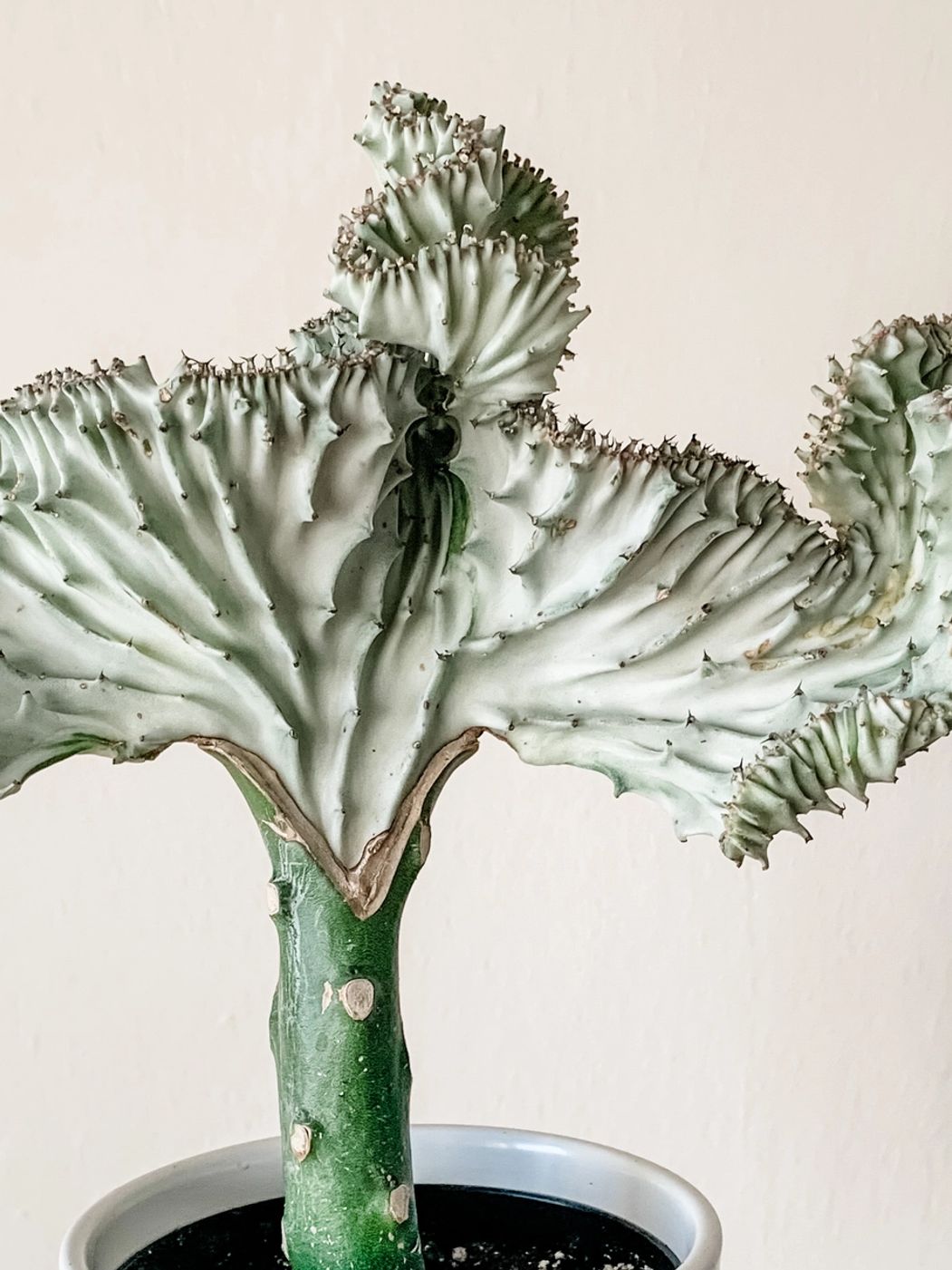 Photo of Coral Cactus