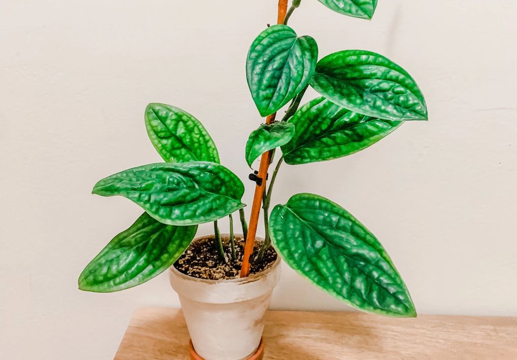 Photo of Monstera Peru