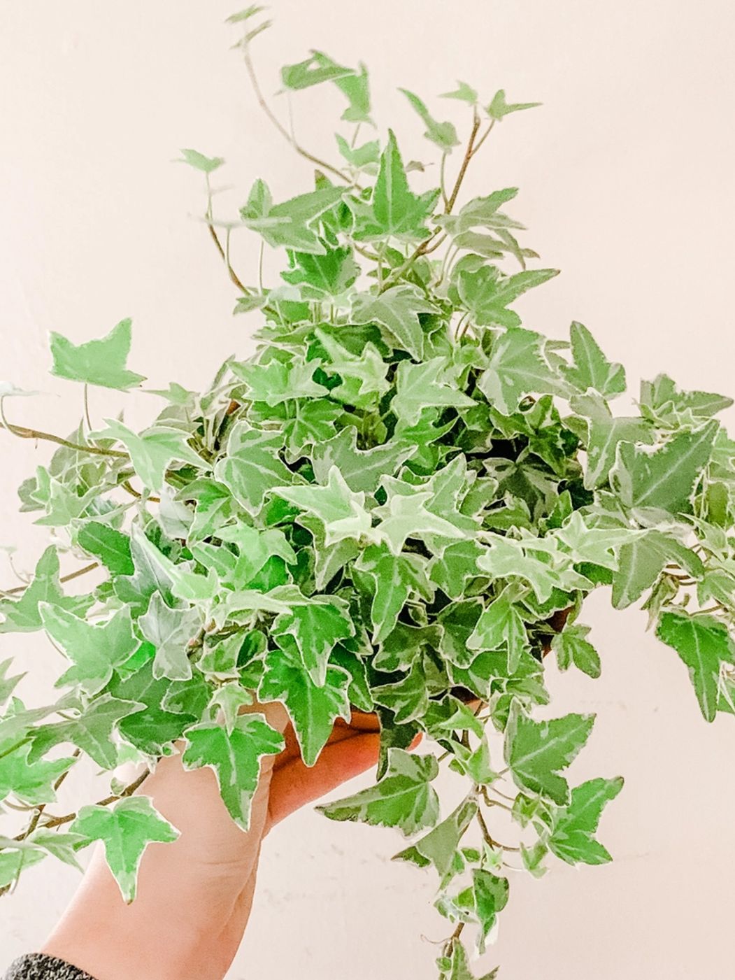 Photo of Variegated Ivy
