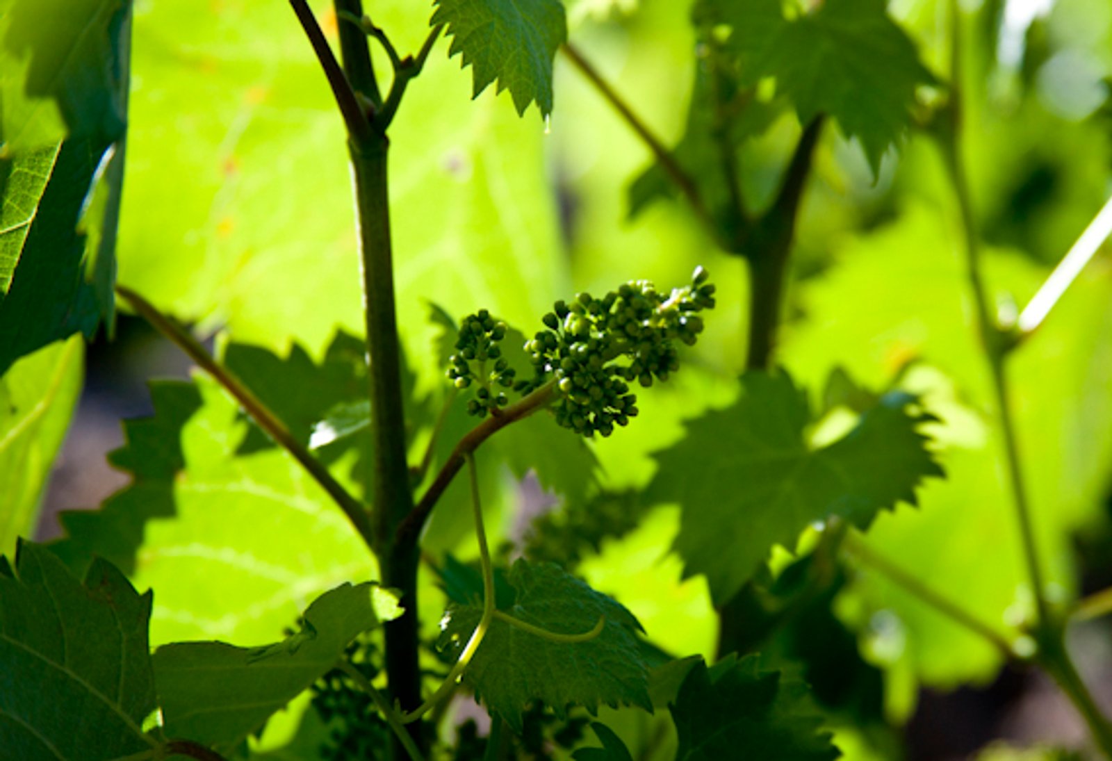 Un brote de vid en primavera