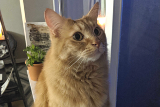 Henry