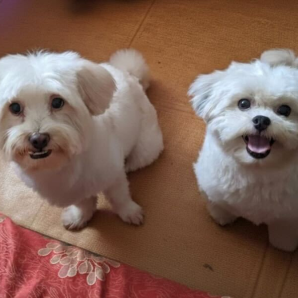 BJ & Chico