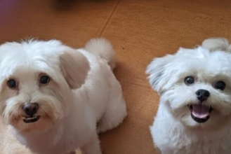 BJ & Chico