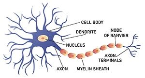 Diagram of a neuron